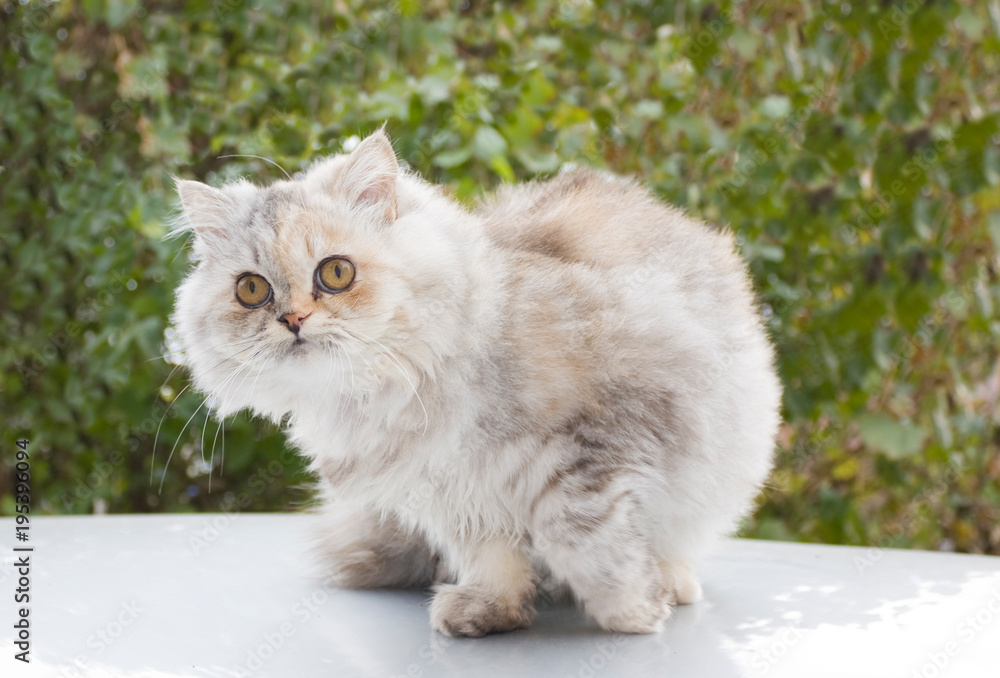 Persian cat, a breed of long-haired cats, one of the oldest and most popular in the world close up. Selective focus