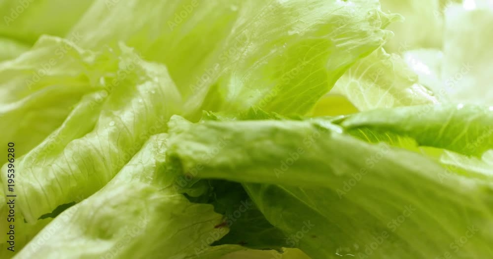 Green lettuce in rotation Green lettuce in rotation