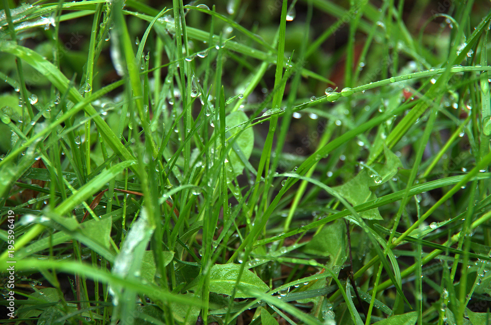 green grass with drops of dew