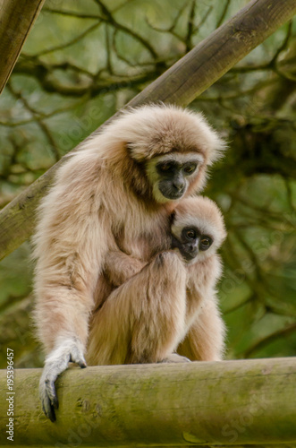 Wallpaper Mural anita meis Torontodigital.ca