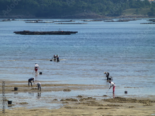 Mariscadores de Galicia en Muros, pueblo español perteneciente a la provincia de La Coruña en las Rias Baixas, en la comunidad autónoma de Galicia (España)