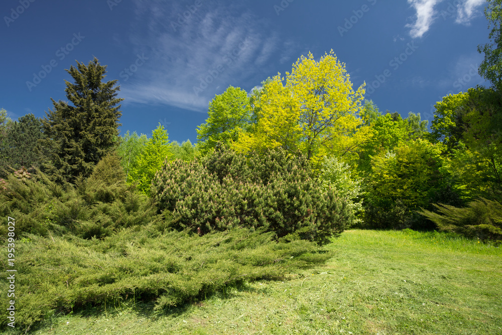 Fototapeta premium Green Trees And Bushes In Spring Garden. Garden Design, Landscaping