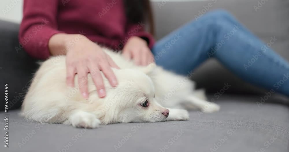 Pet owner massaging on her dog Pet owner massaging on her dog