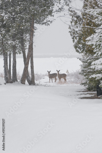 Two White tailed deer standing on frozen shore of lake huron in winter looking at camera