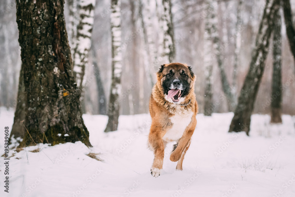 Caucasian Shepherd Dog Running Outdoor In Snowy Field At Winter 