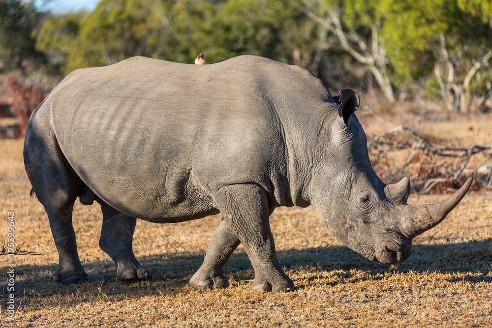 Naklejka premium White rhino in safari park