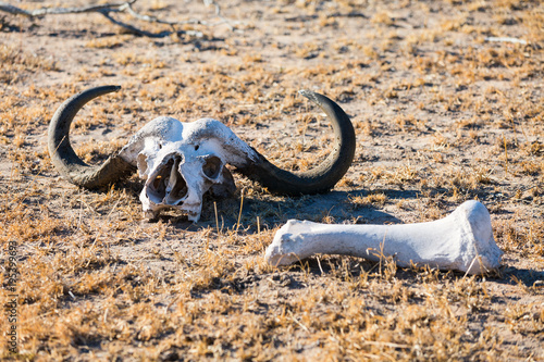 Buffalo skull