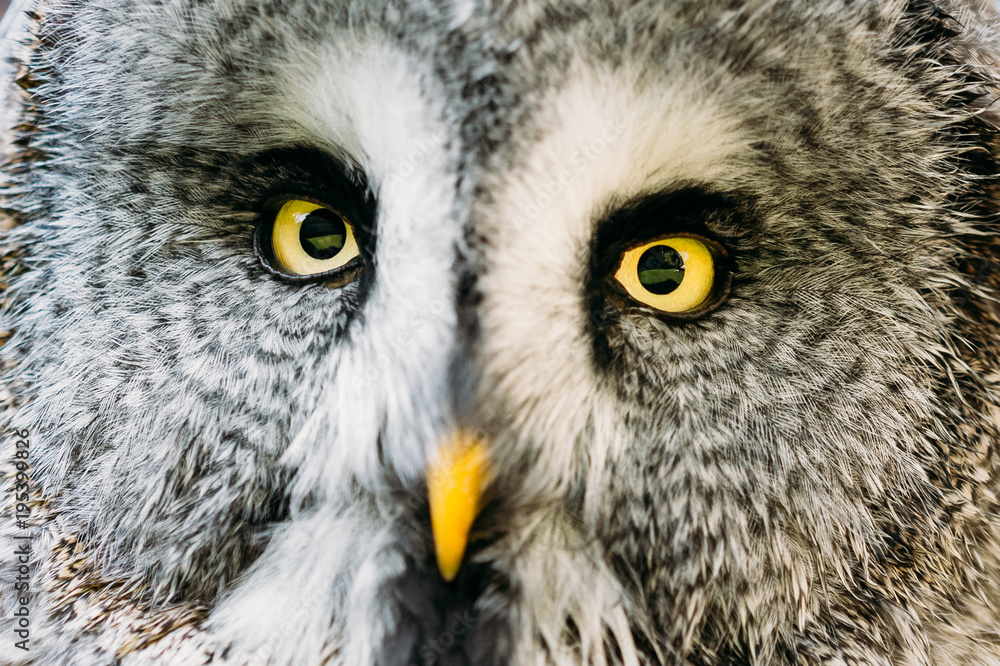 Close Up Face And Eyes Of Great Grey Owl Or Great Gray Owl. Strix Close Up Face And Eyes Of Great Grey Owl Or Great Gray Owl. Strix
