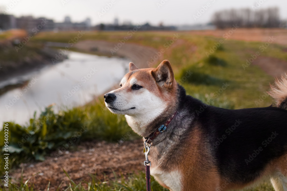 遠くを見る日本犬 遠くを見る日本犬