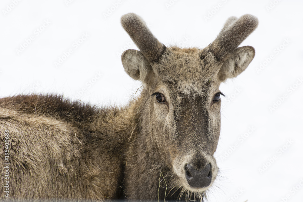 Cervus canadensis, Asian Wapiti - Detail of a male head with a rising antler. Cervus canadensis, Asian Wapiti - Detail of a male head with a rising antler.