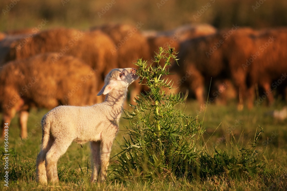 cute little lambs grazing the bushes with cows in the background cute little lambs grazing the bushes with cows in the background