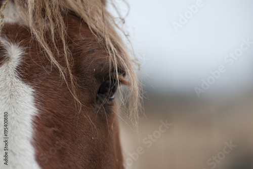 a horse's eye