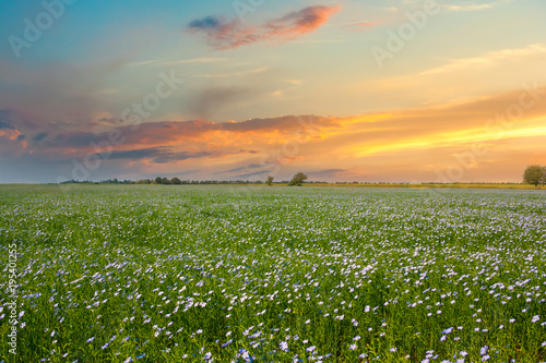Blooming blue flax in a farm field and beautiful sunset .