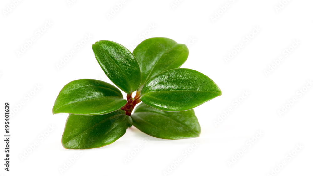 .leaves on white background .leaves on white background