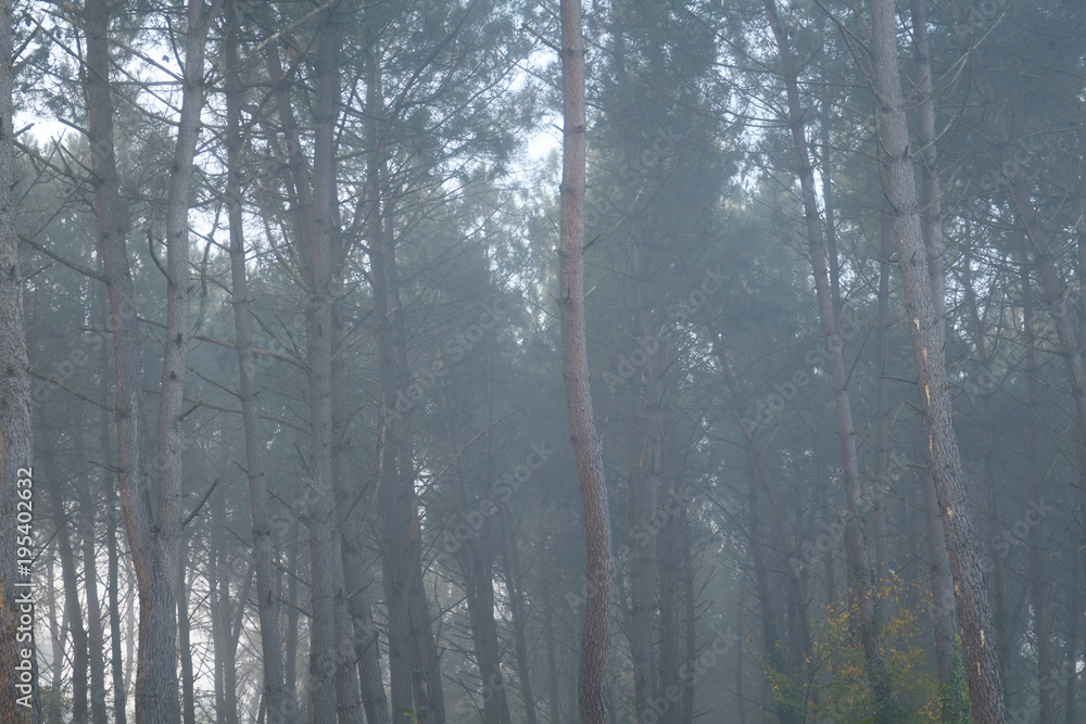 Les arbres dans le brouillard Les arbres dans le brouillard
