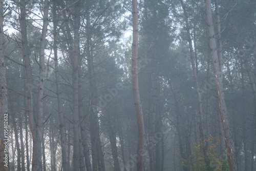 Les arbres dans le brouillard