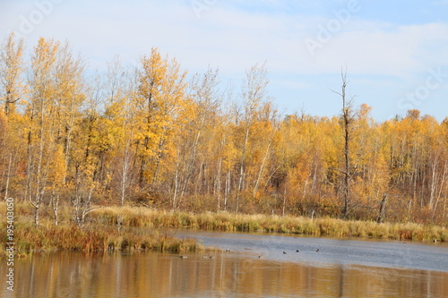 Autumn At Amisk Wuche Trail Pond, Elk Island National Park, Alberta