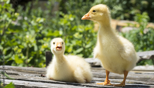 Small ducklings on a wooden background