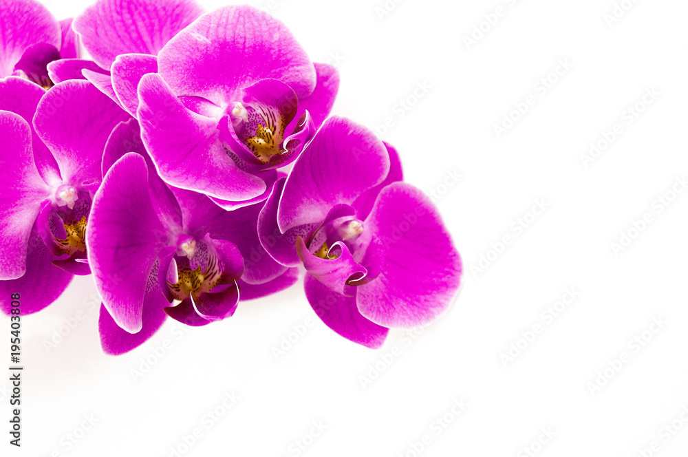 A branch of flowers on a white background A branch of flowers on a white background