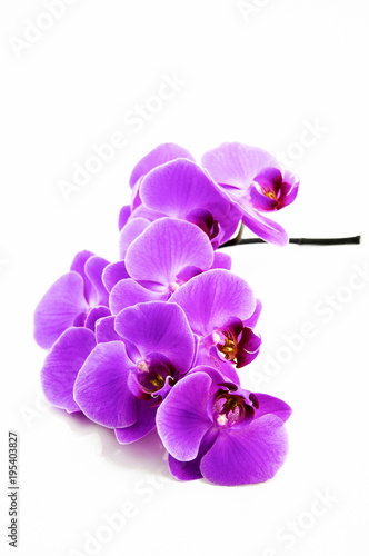 A branch of flowers on a white background