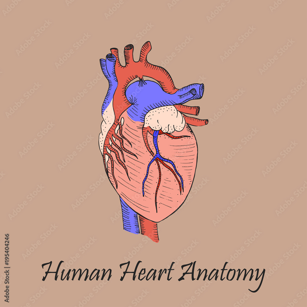 Hand Drawn Coloured Human Heart Hand Drawn Coloured Human Heart