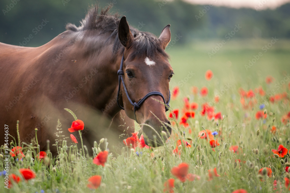 Obraz premium Braunes Pferd im Mohnfeld
