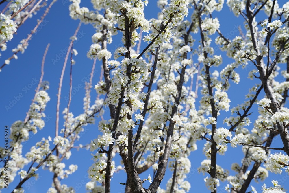 Blooming pear fruit tree in the suburbs of Dallas, Texas during spring time against a clear blue sky Blooming pear fruit tree in the suburbs of Dallas, Texas during spring time against a clear blue sky