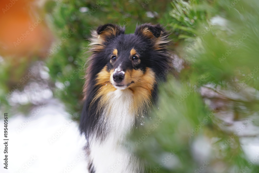 The portrait of a tricolor Sheltie dog posing outdoors near a pine tree in winter