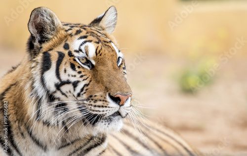 Fototapeta Naklejka Na Ścianę i Meble -  The look of the tiger