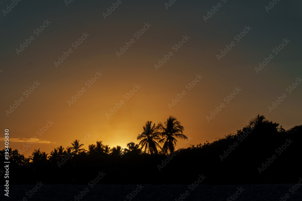 silhouettes of palm trees against the sky at sunset