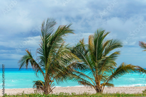 two small green palm trees against the azure Caribbean sea