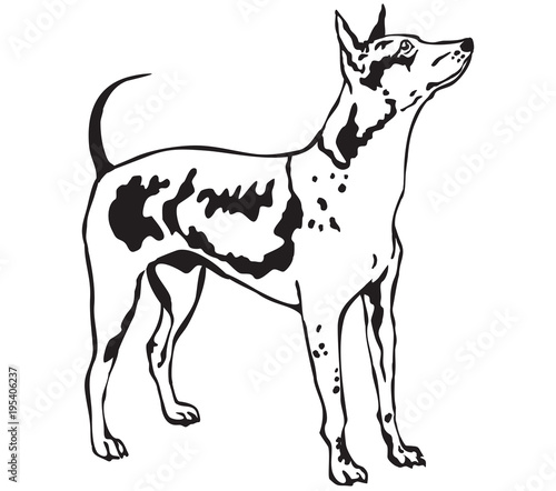 Decorative standing portrait of American Hairless Terrier vector illustration