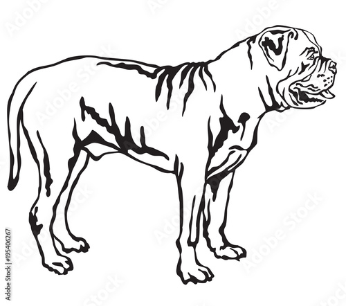 Decorative standing portrait of Boerboel vector illustration