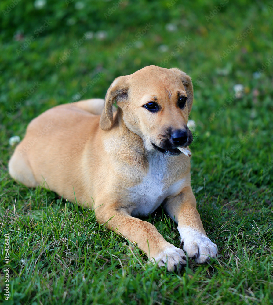 Beautiful red puppy