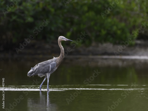 Reddish Egret Foraging on the Pond