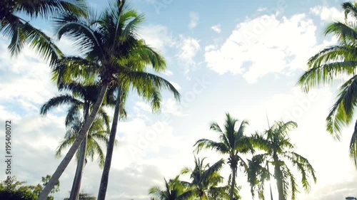 Slow motion cinematic tilting shot from a street to the tall palm trees hanging over head on a sunny tropical day in Peurto Plata photo