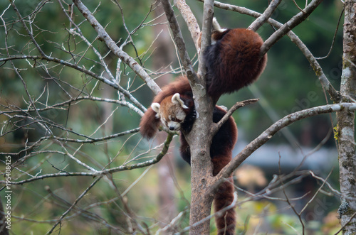 Fototapeta Naklejka Na Ścianę i Meble -  Red pandas in the zoological reserve in the Himalayas, have settled down on tree branches for a dream.