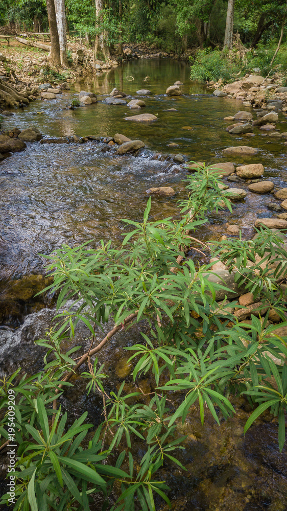 Streams in the forest Streams in the forest