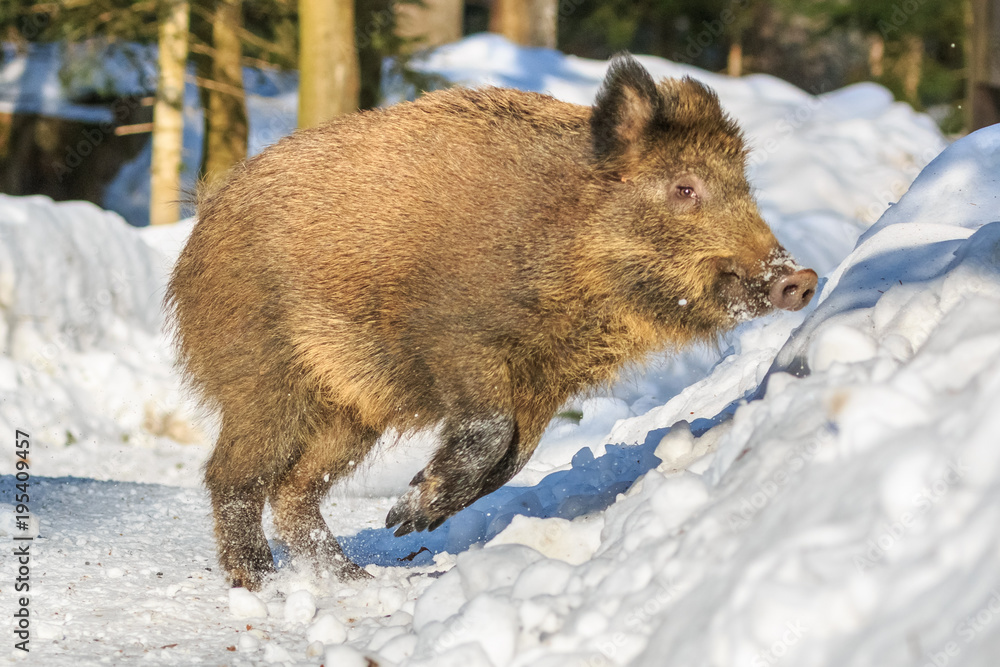 Wild boar piglet (Sus scrofa) running in the snow in winter, Germany, Europe Wild boar piglet (Sus scrofa) running in the snow in winter, Germany, Europe