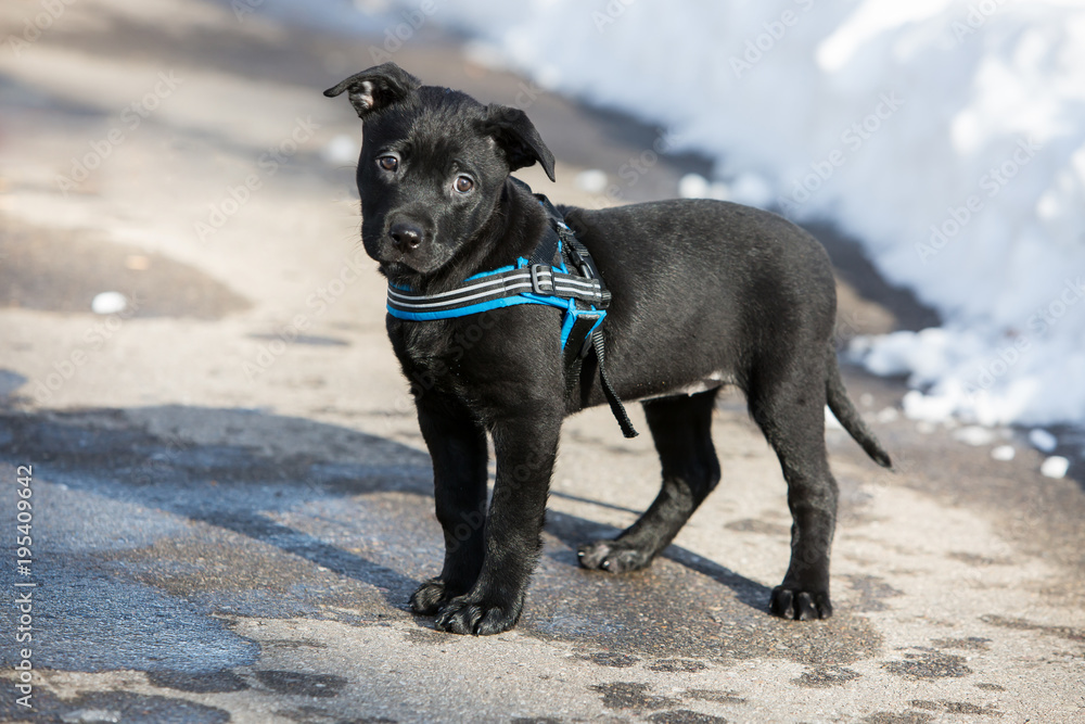 Cute black labrador puppy on a walk
