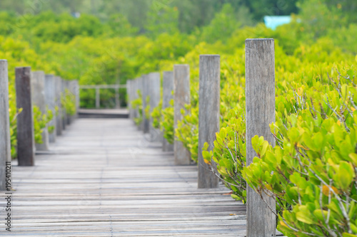 The pedestrian walkway in the mangrove forest 