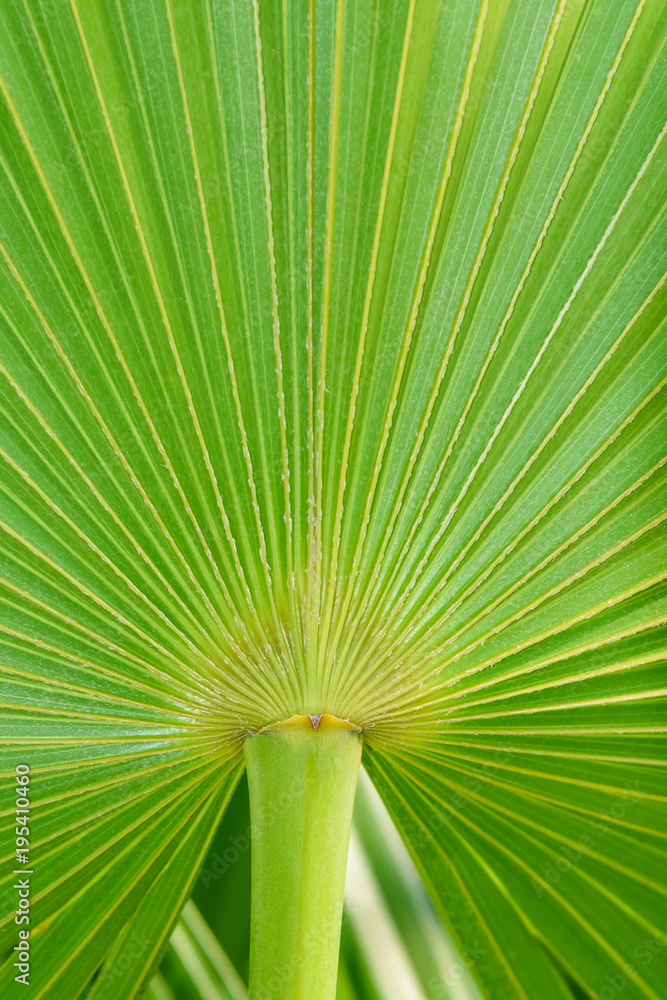 Fototapeta premium Real tropical palm leaf background, texture, jungle foliage. Green leaf in sunlight. Tropical island.