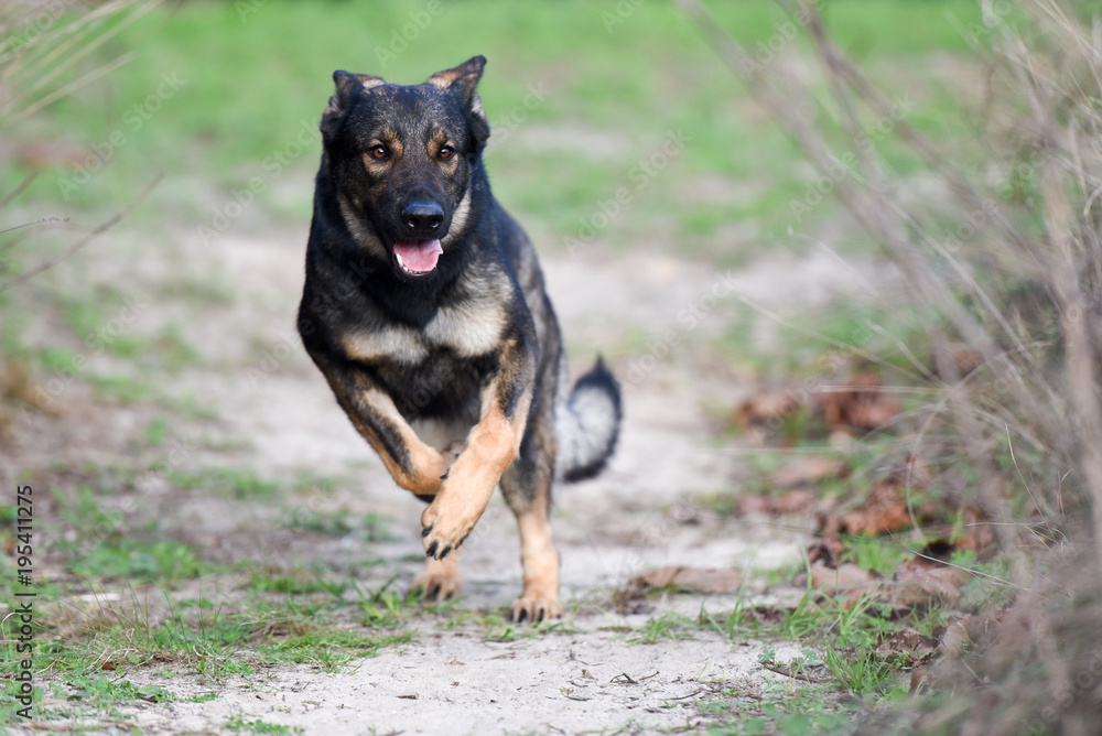 Sable German Shepherd or working line running Sable German Shepherd or working line running