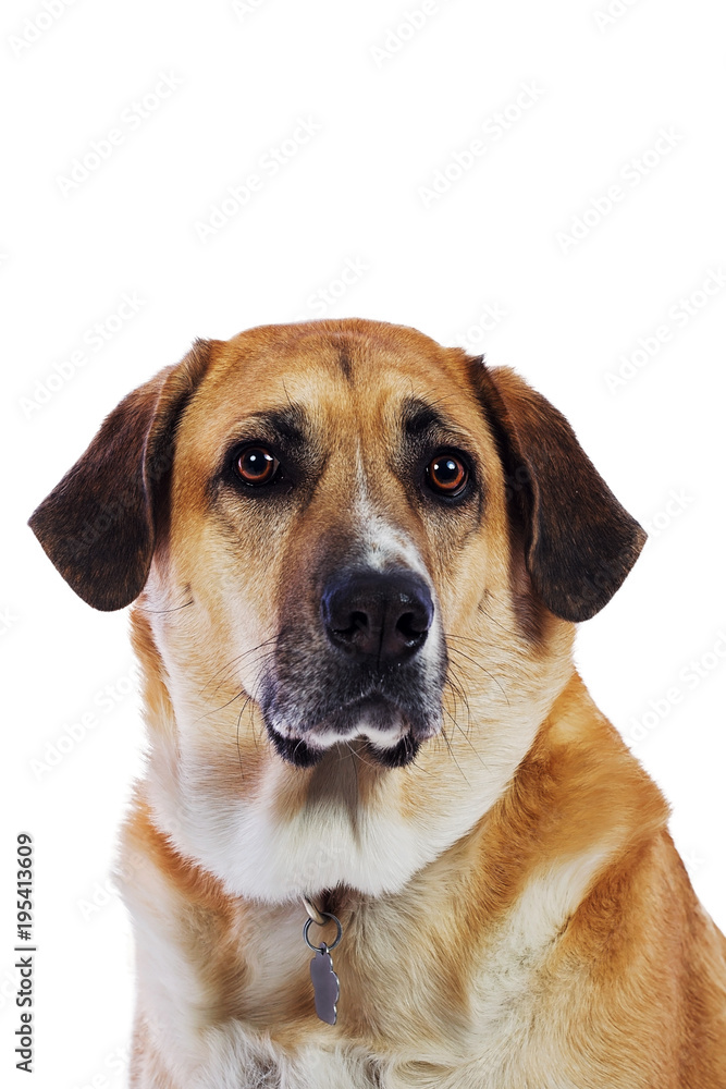 isolated dog isolated dog