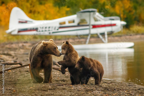 Mama bear walking with her two cubs on the beach of Naknak lake, Alaska