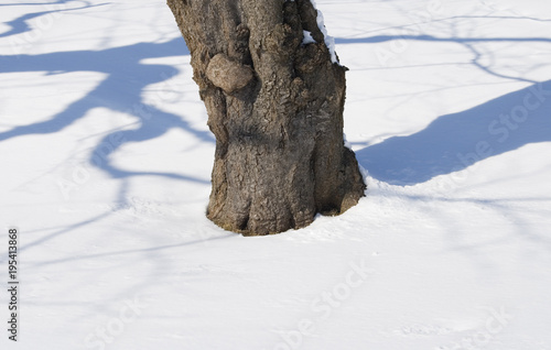 冬 木 幹 雪 影 素材