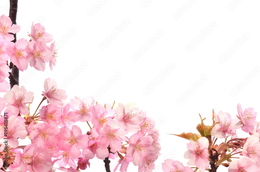Obraz premium 桜の花 白背景