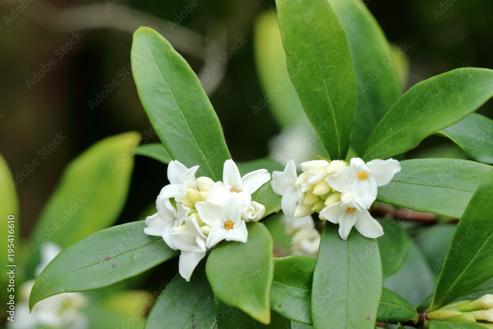 沈丁花の花