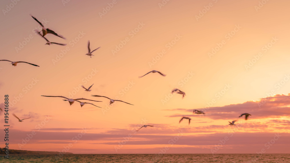 folks of seagulls flying on the sunset sky. nature background