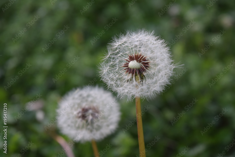 Fototapeta premium White Dandelion with missing seeds